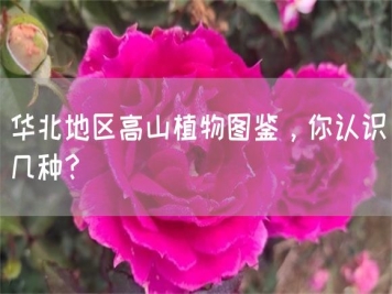 華北地區(qū)高山植物圖鑒，你認(rèn)識(shí)幾種？