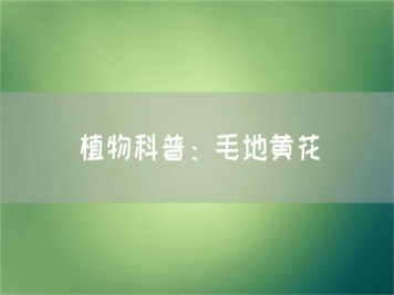 植物科普：毛地黃花
