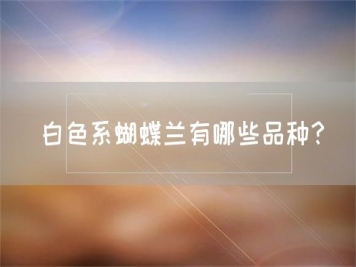 白色系蝴蝶蘭有哪些品種？