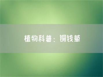 植物科普：銅錢草