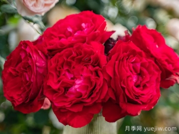 飛火月季