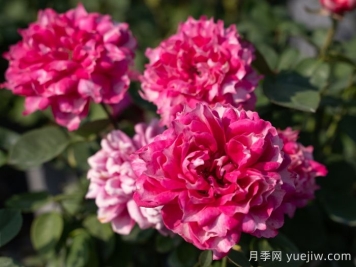 紫霧凝霜月季