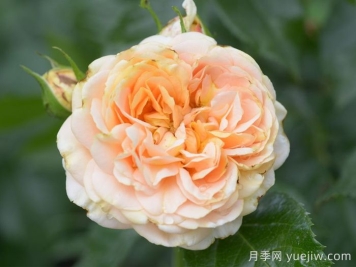 月季推薦，杏子雪崩月季