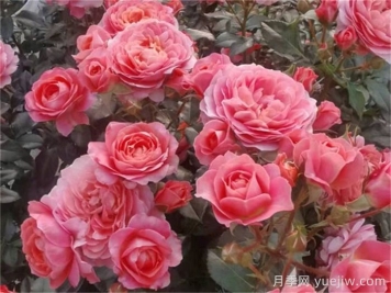 陽臺月季推薦，芳香王陽臺月季