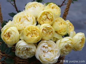 黃安布里奇月季