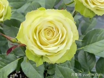 月季推薦，薄荷茶月季