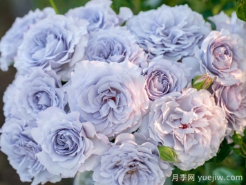 霽色月季