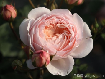 粉妍月季