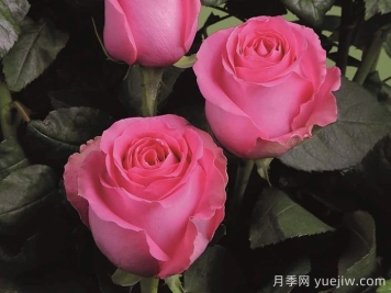 月季推薦，上海夫人月季