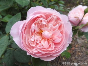 安妮克城堡月季，花姿優(yōu)雅，色彩迷人