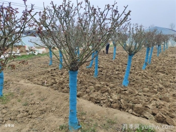 花園養(yǎng)花，秋冬過渡，越冬清理，春季準(zhǔn)備