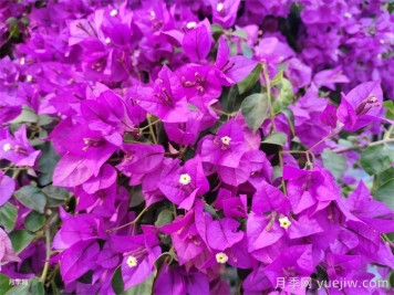 葉子花和三角梅的區(qū)別，葉子花和三角梅可以分清嗎？