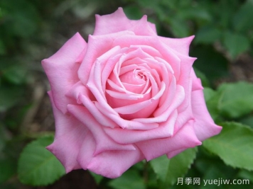 貝琳達(dá)之夢月季/貝琳達(dá)夢想