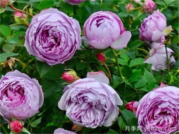 分享50個(gè)濃香月季品種