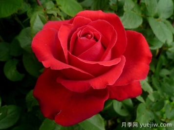 愛的魔力月季/貝佐伯/愛的咒語