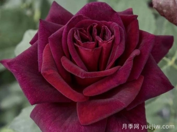 切花暗香月季，濃香版黑巴克