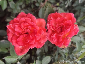 月季推薦，草裙舞女月季