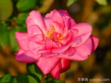 貢提爾爸爸月季/貢提葉爸爸