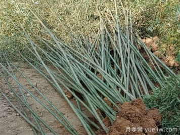 ?剛竹的種植技術(shù)