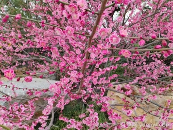梅花栽培技術(shù)和注意事項