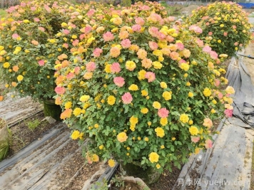 球類在植物組團中的作用
