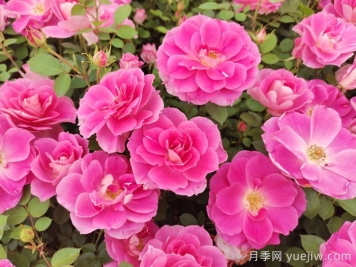 植物怎樣搭配以實現(xiàn)四季有景？