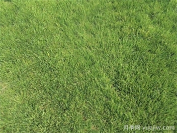 開春以后草坪如何快速返青？