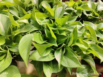 水培植物有哪些？