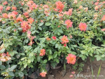 春季養(yǎng)月季花的小知識(shí)分享