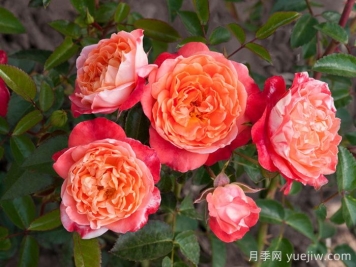 嬉皮士時尚月季
