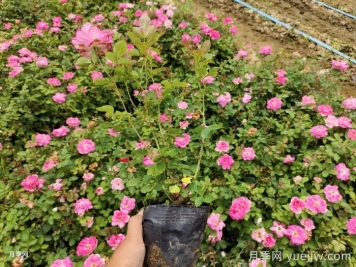 ?月季整株打焉耷拉是怎么回事？