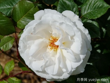 格麗特梅麗爾月季，英國(guó)第一香白月季
