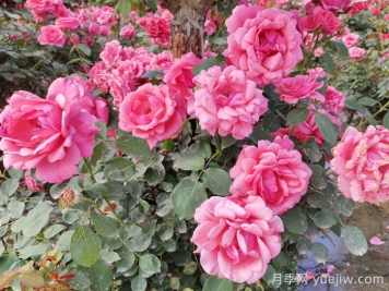 分享10種經(jīng)典大花月季，開花鮮艷美翻春季