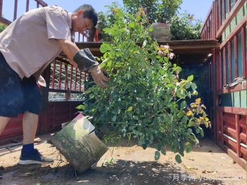 月季花的修剪技巧是什么？如何讓月季花開得更漂亮？
