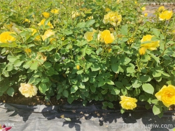 養(yǎng)好月季要避免的5大雷區(qū)總結