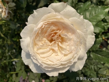 白月光月季