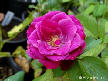 梅麗月季/梅麗莎
