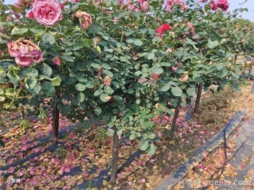 綠化樹樁月季種植規(guī)范