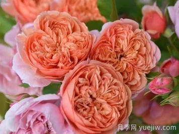 月季推薦，絲綢之路月季