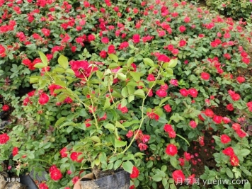 月季度夏管理方法，夏季月季的常見問題