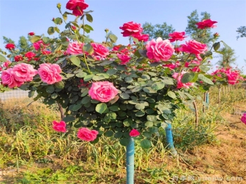 樹狀月季花怎么澆水和施肥？