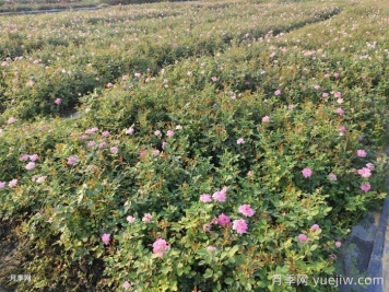 月季花怎么澆水和施肥？