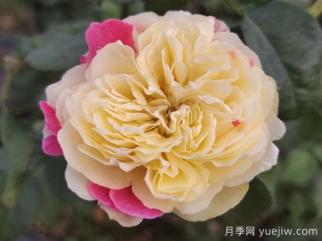 獨居特色的風(fēng)月月季喲哪些優(yōu)缺點？