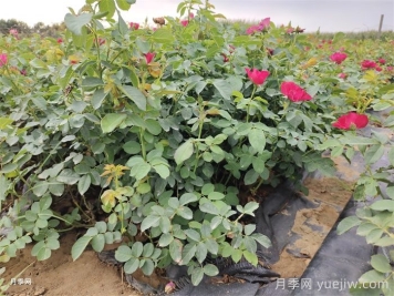 月季花的養(yǎng)殖方法