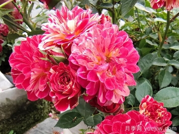 如何選擇適合自己的月季花？