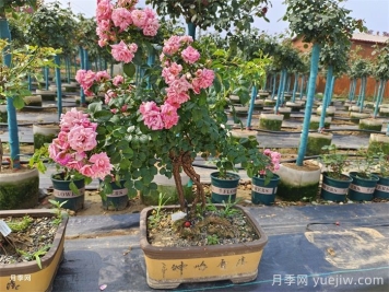 古樁盆景月季，既有顏值，又有價(jià)值