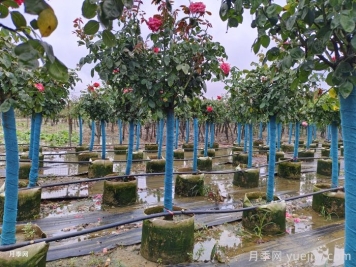 南陽樹狀月季種植基地教你走出嫁接兩大誤區(qū)