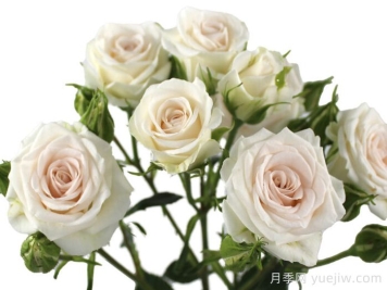 沙灘之花月季