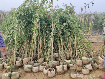 藤本月季在東北地區(qū)防寒方法推薦