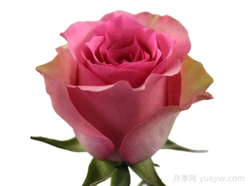 甜蜜微笑月季